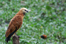 Black-collared Hawk